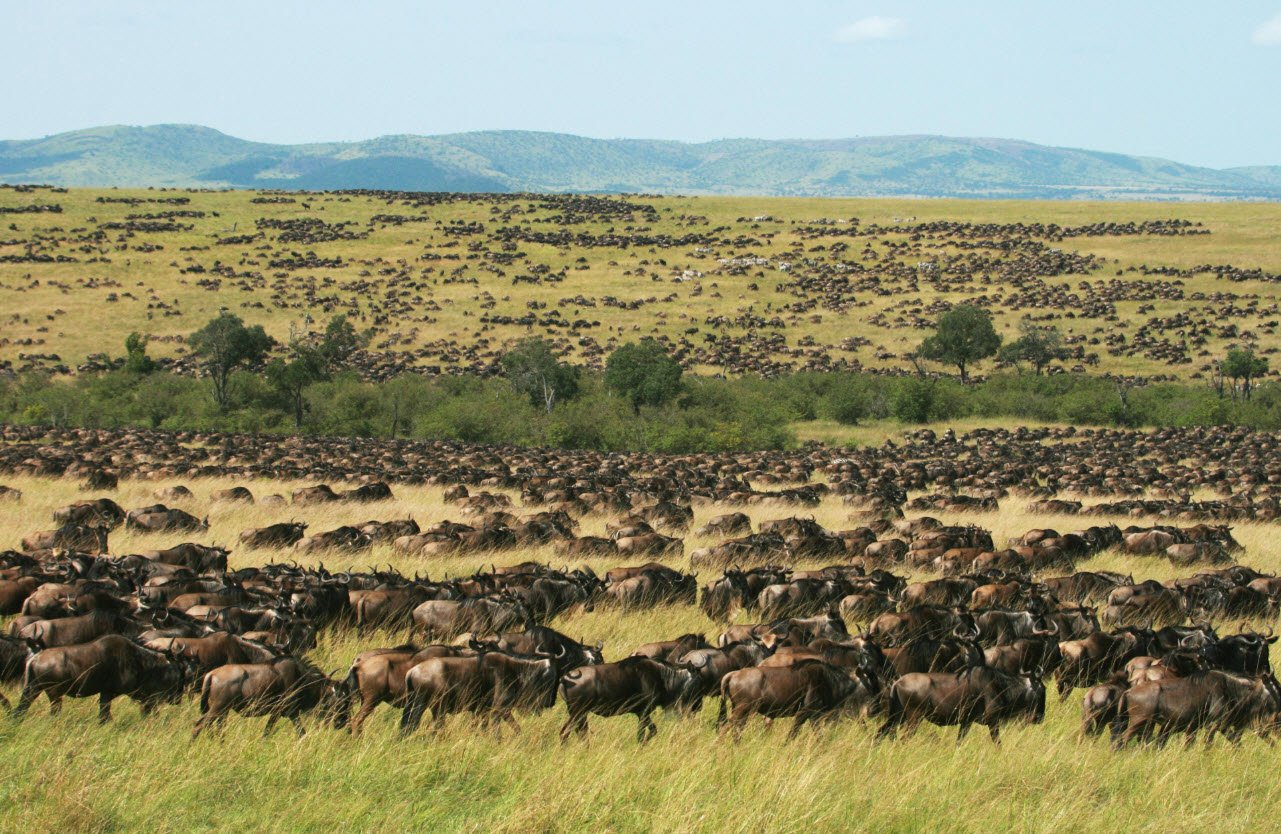 Masai Mara National Reserve